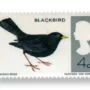 Common Blackbird (Turdus merula)