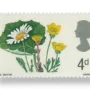 Ox-eye daisy