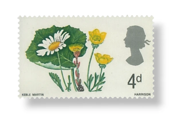 Ox-eye Daisy, Coltsfoot and Buttercup