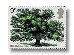 Oak Tree
