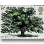Oak Tree