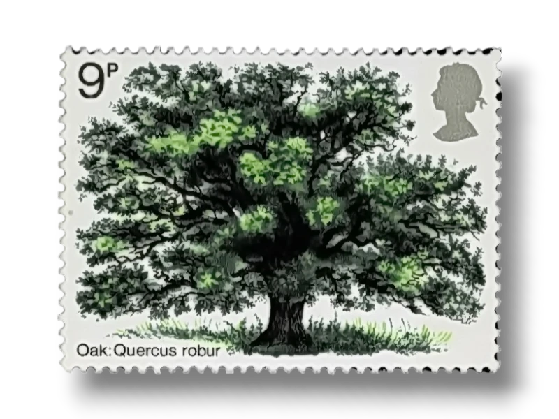 Oak Tree