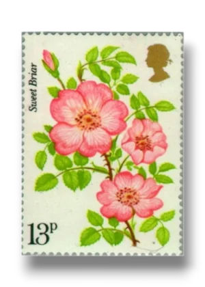 Centenary of the Royal National Rose Society Sweet Briar