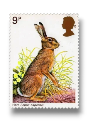 Brown hare