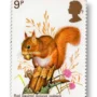 Eurasian Red Squirrel (Sciurus vulgaris)