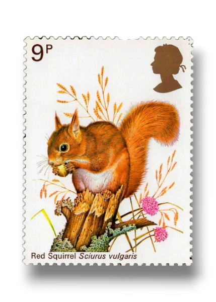 Eurasian Red Squirrel (Sciurus vulgaris)