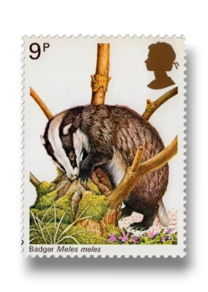 Eurasian badger
