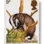 Eurasian badger