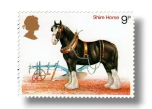 Shire Horse