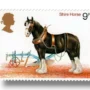 Shire Horse (Equus ferus caballus)