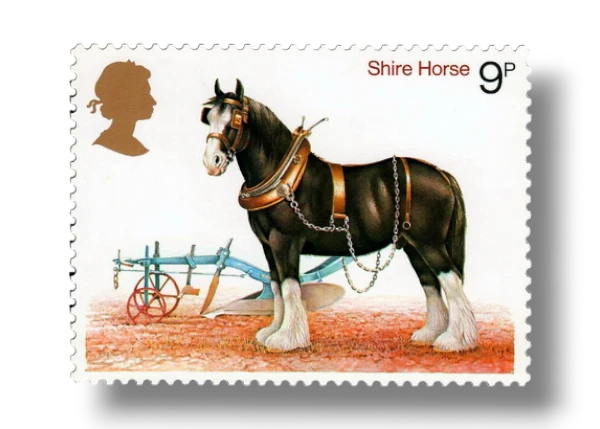 Shire Horse (Equus ferus caballus)