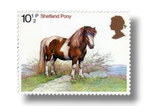 Shetland pony