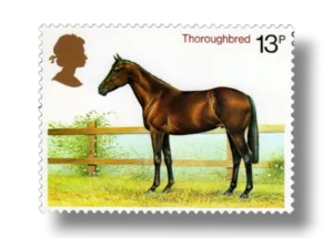Thoroughbred