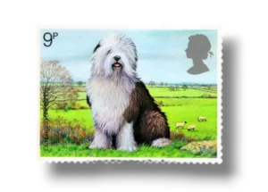 Old English Sheepdog