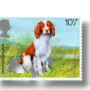 Welsh Springer Spaniel (Canis lupus familiaris)