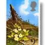 Primrose (Primula vulgaris)