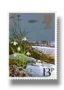Snowdrop