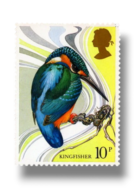 River Kingfisher