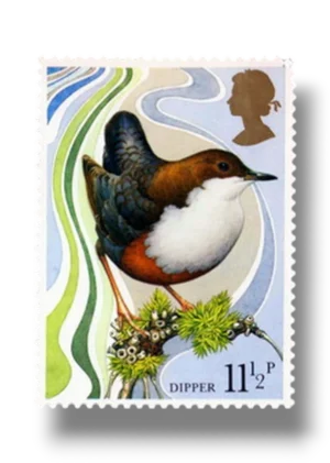 White-throated dipper Dipper