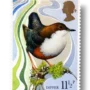 White-throated dipper Dipper