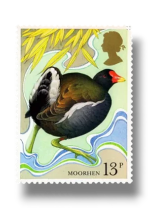 Moorhen