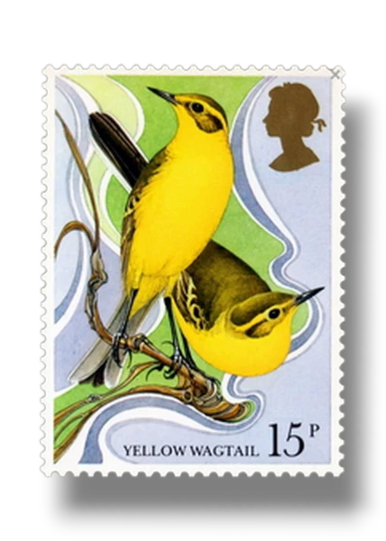Yellow Wagtail (Motacilla flava)