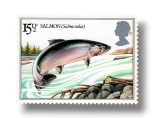 Atlantic Salmon