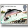 Atlantic Salmon (Salmo salar)