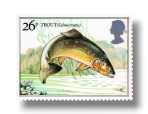 Brown trout