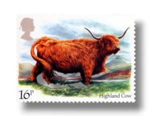 Highland Cow