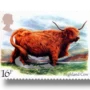 Highland Cow