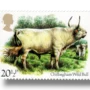 Chillingham Wild Bull (Bos?primigenius taurus)
