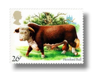 Hereford bull