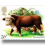 Hereford bull