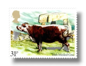 Irish moiled cow