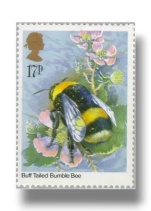 Bombus terrestris bee