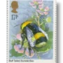 Buff-tailed Bumblebee (Bombus terrestris)