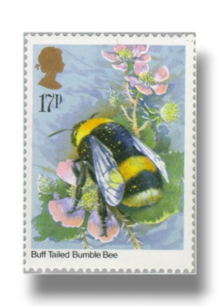 Buff-tailed Bumblebee (Bombus terrestris)