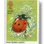 Seven-Spot Ladybird (Coccinella septempunctata)