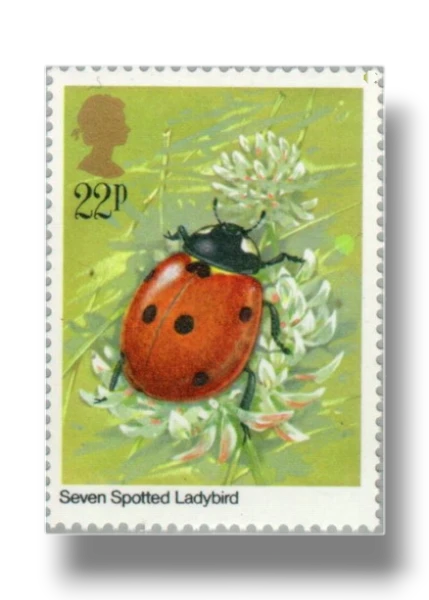 Seven-Spot Ladybird (Coccinella septempunctata)