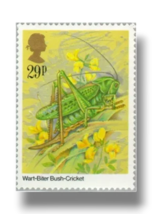 Decticus verrucivorus bush-cricket