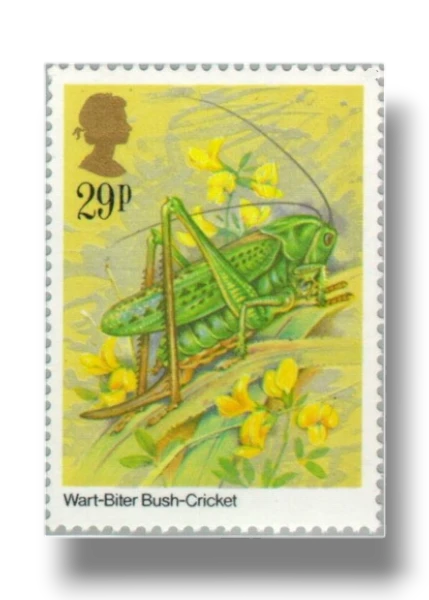 Wart-biter (Decticus verrucivorus)