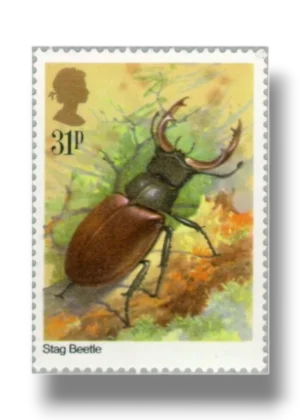 Lucanus cervus stag beetle