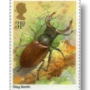 Stag Beetle (Lucanus cervus)