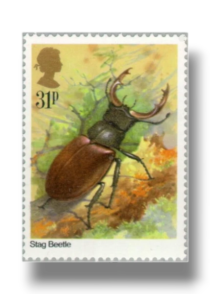 Stag Beetle (Lucanus cervus)