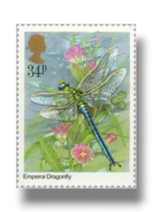 Anax imperator dragonfly