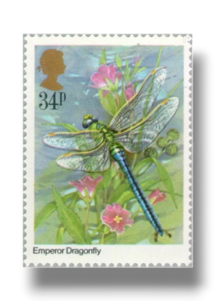 Anax imperator dragonfly