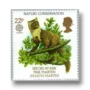 Pine marten