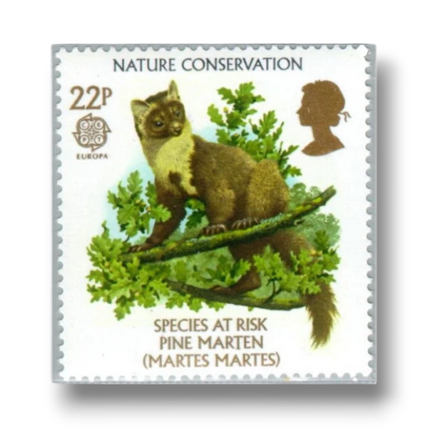 Pine Marten (Martes martes)