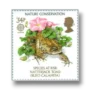 Natterjack Toad (Bufo calamita)